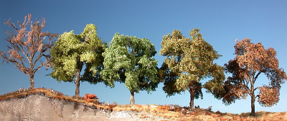 plane tree