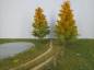 Preview: Larch early fall Profiline