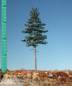 Preview: Nordic fir high trunk (1:87) summer