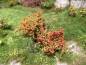 Preview: Shrubs assortment H0, colorful blooming