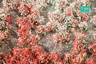 Blossom tufts, summer