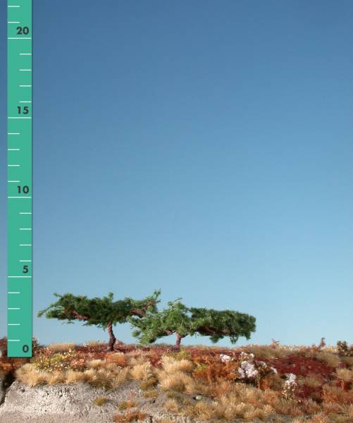 Japan pine (1:87) summer