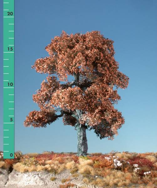 Oak tree (1:160) late autumn