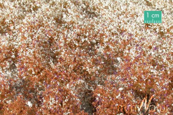 Blossom tufts, late fall