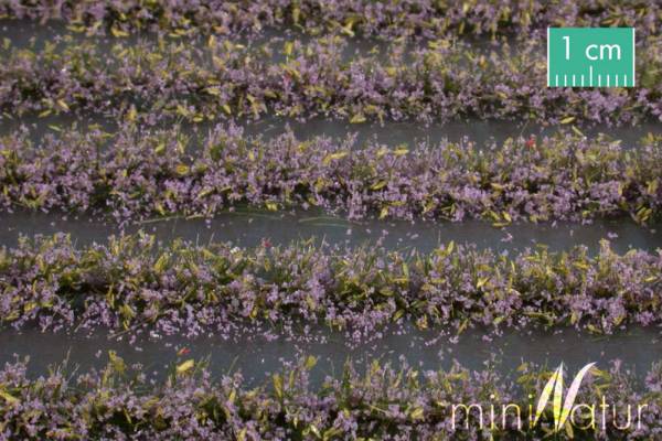 Blumenfeldstreifen violett