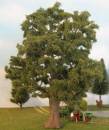Oak tree exclusive profi late fall