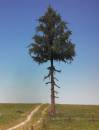 Fir tree trunk Profiline